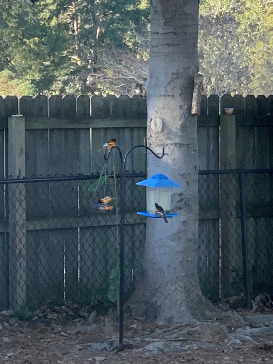 Baltimoretrupial - ML647099448