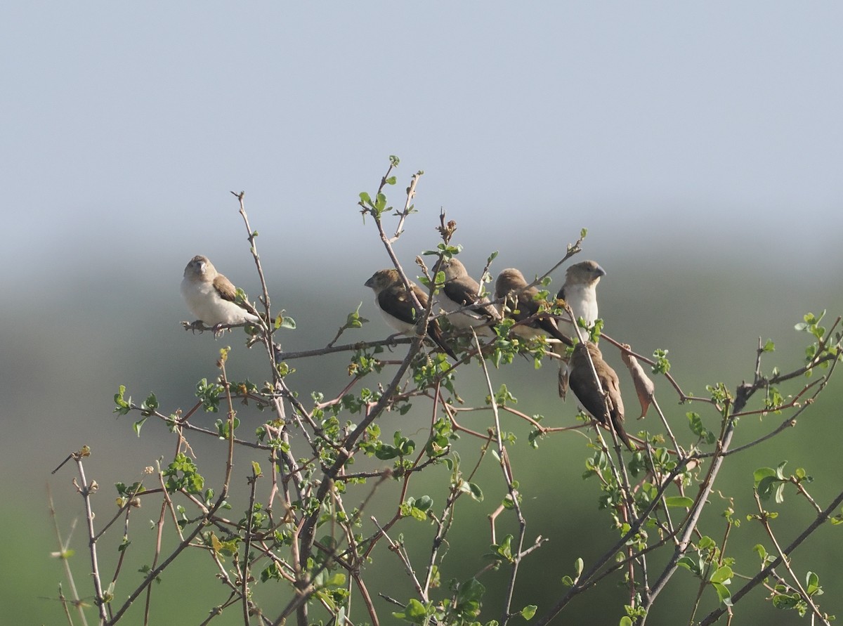 アフリカギンバシ - ML647099462