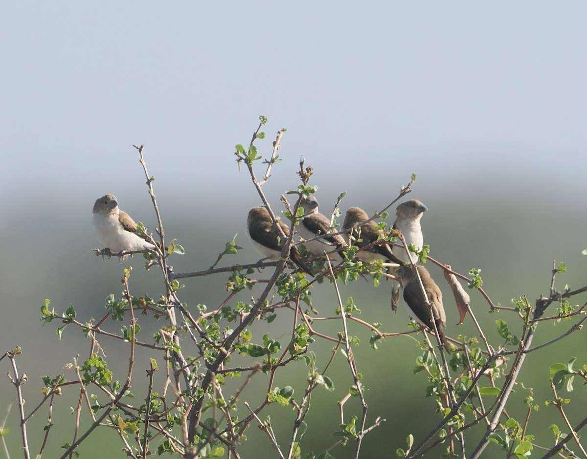 アフリカギンバシ - ML647099463