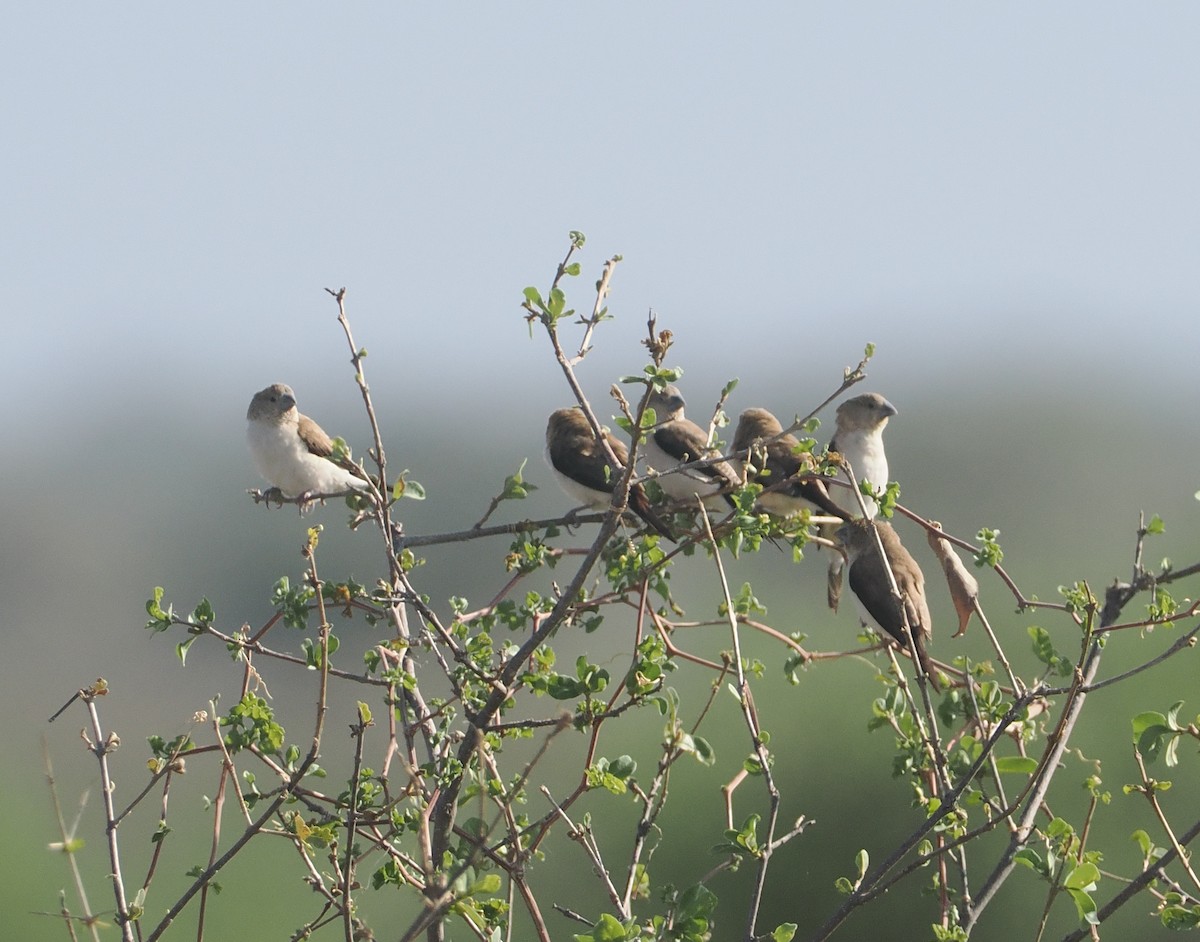 アフリカギンバシ - ML647099464