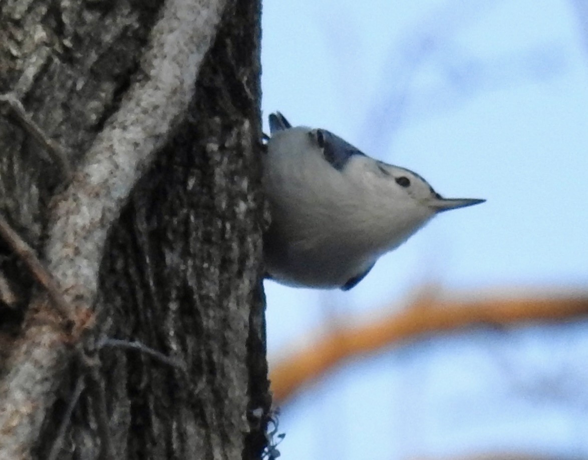 White-breasted Nuthatch - ML647099466