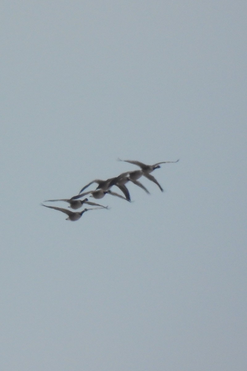 ברנטה קנדית - ML647099471