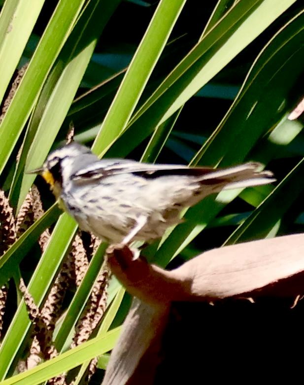 lesňáček zlatohrdlý - ML647099475