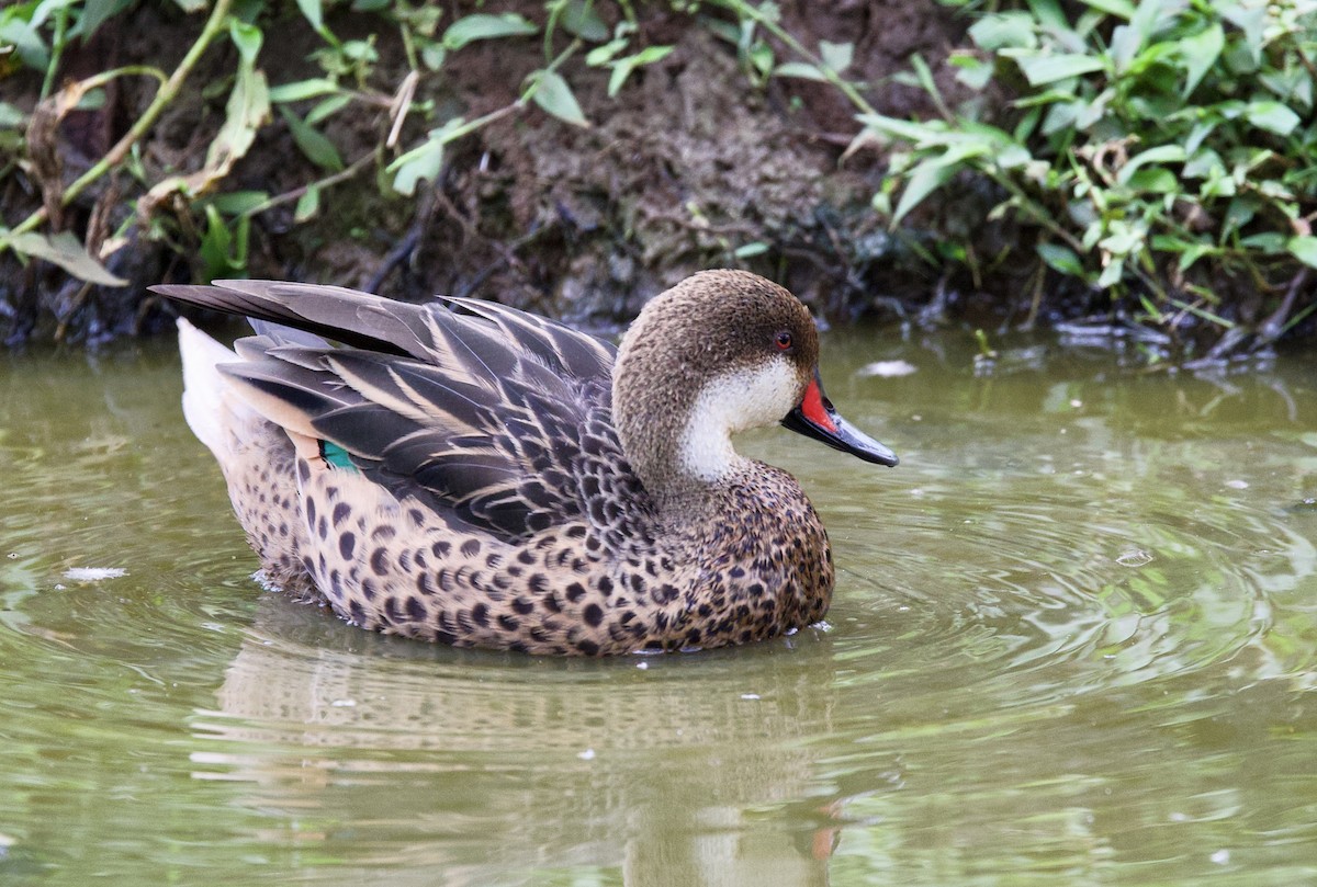 Bahamaente (galapagensis) - ML647099480