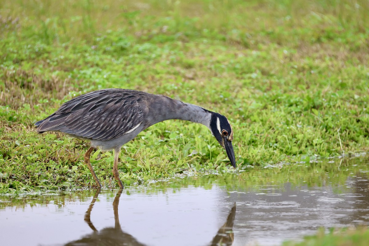 אנפת לילה צהובת-כיפה - ML647099488