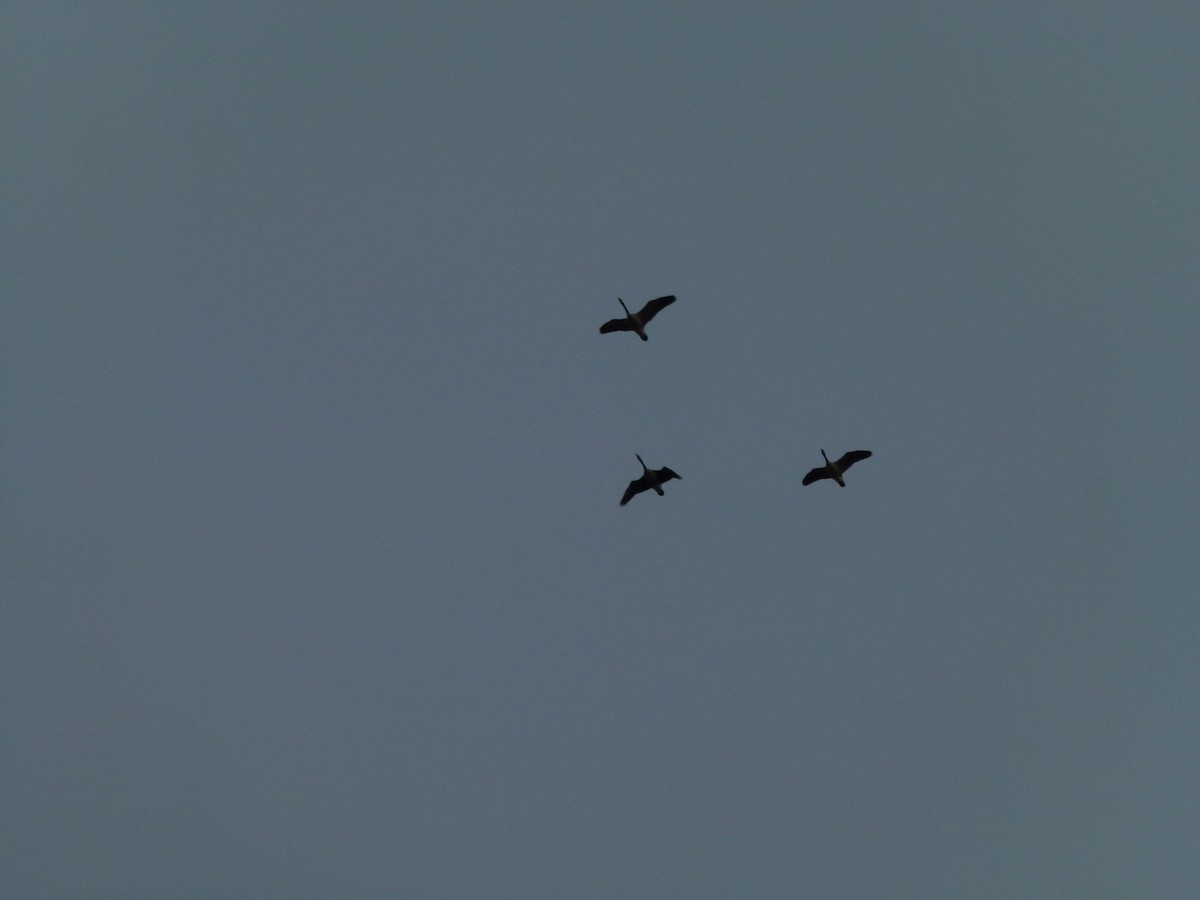 ברנטה קנדית - ML647099493