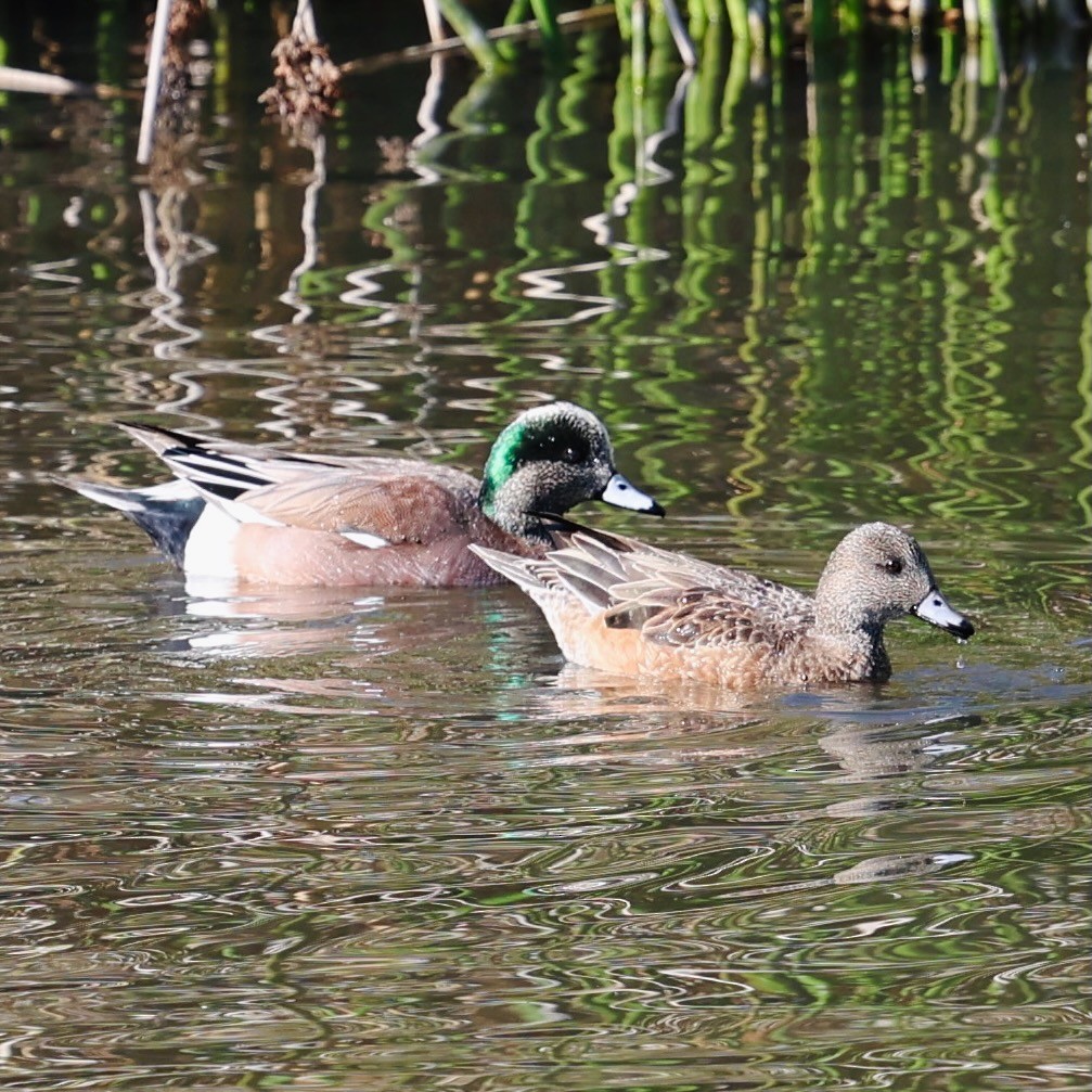 Silbón Americano - ML647099497