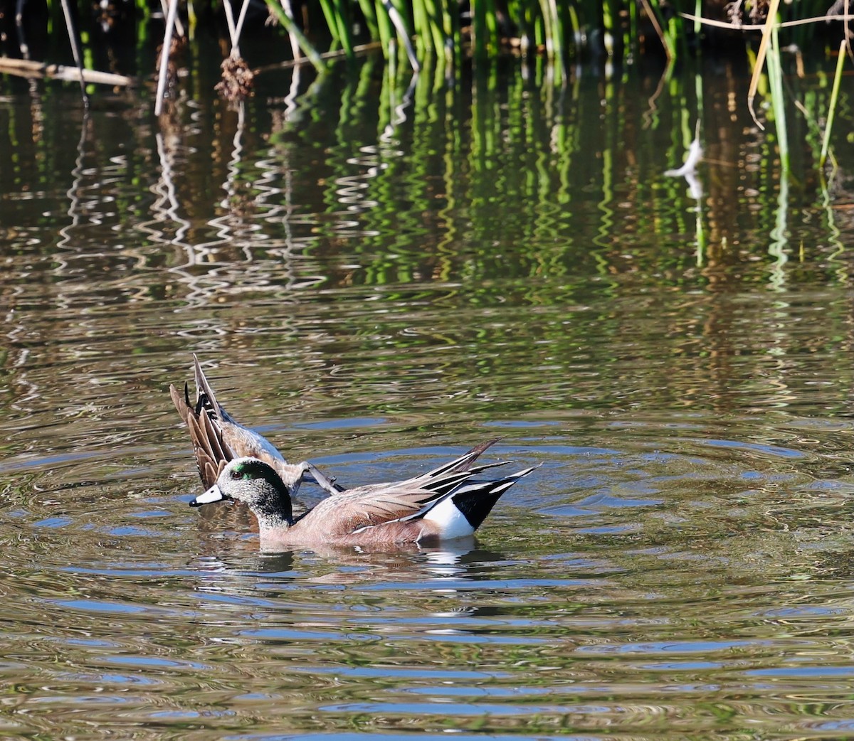 Silbón Americano - ML647099498