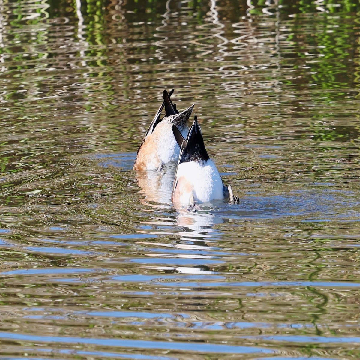 Silbón Americano - ML647099499
