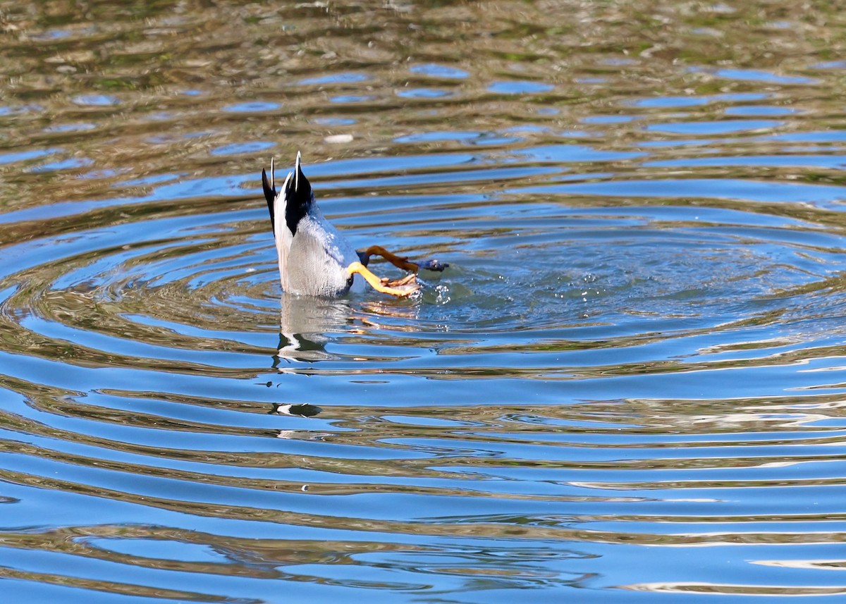 Silbón Americano - ML647099500