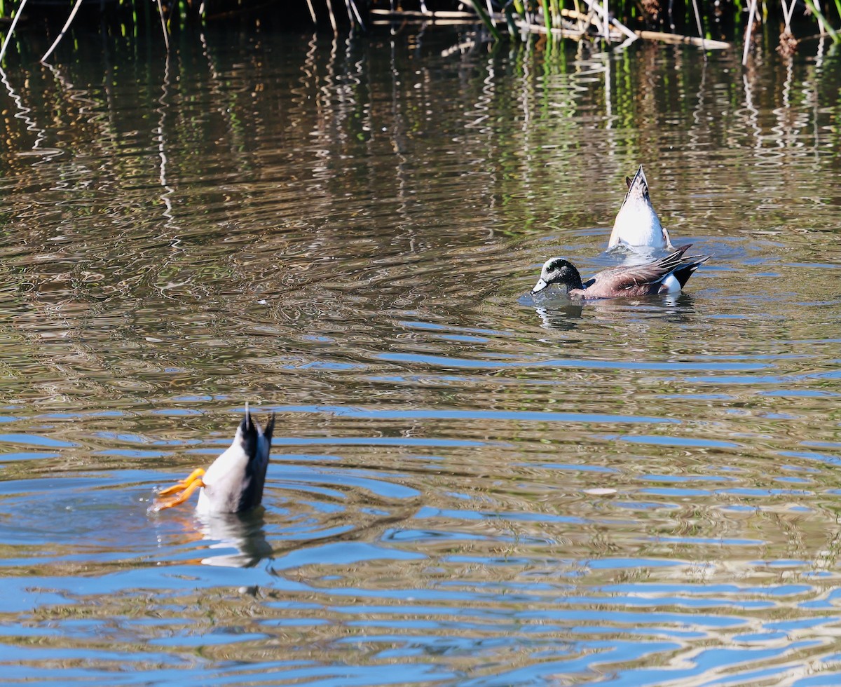 Silbón Americano - ML647099501