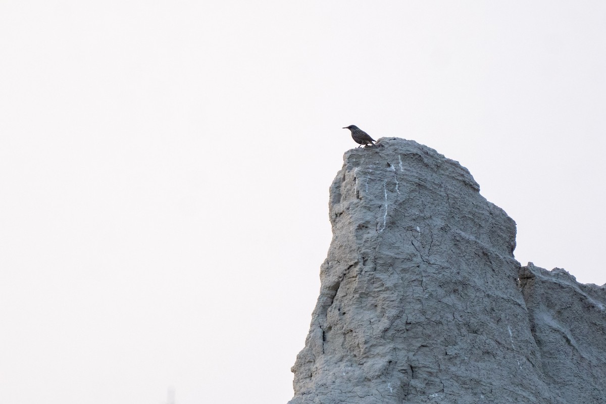 European Starling - ML647099513