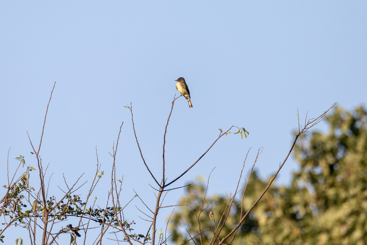 tyranovec domácí - ML647099516