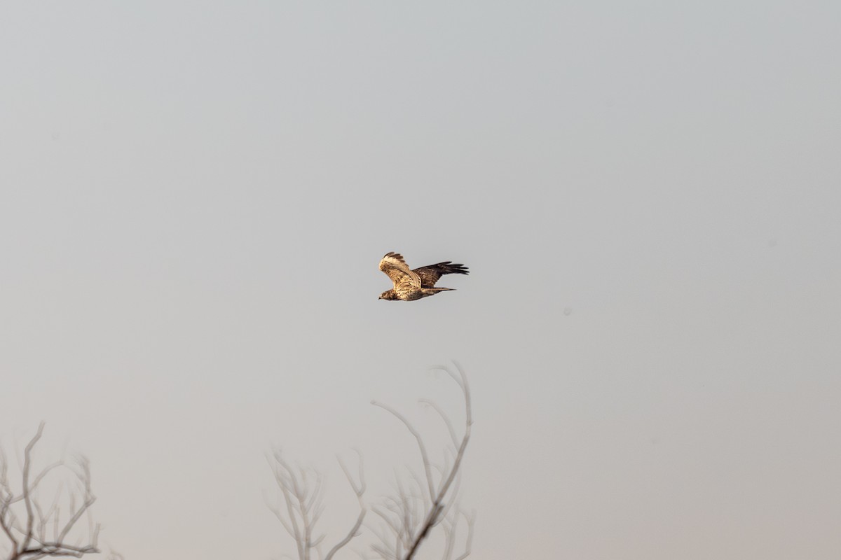 káně páskovaná - ML647099520