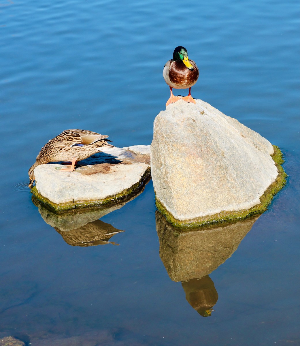 Ánade Azulón - ML647099523