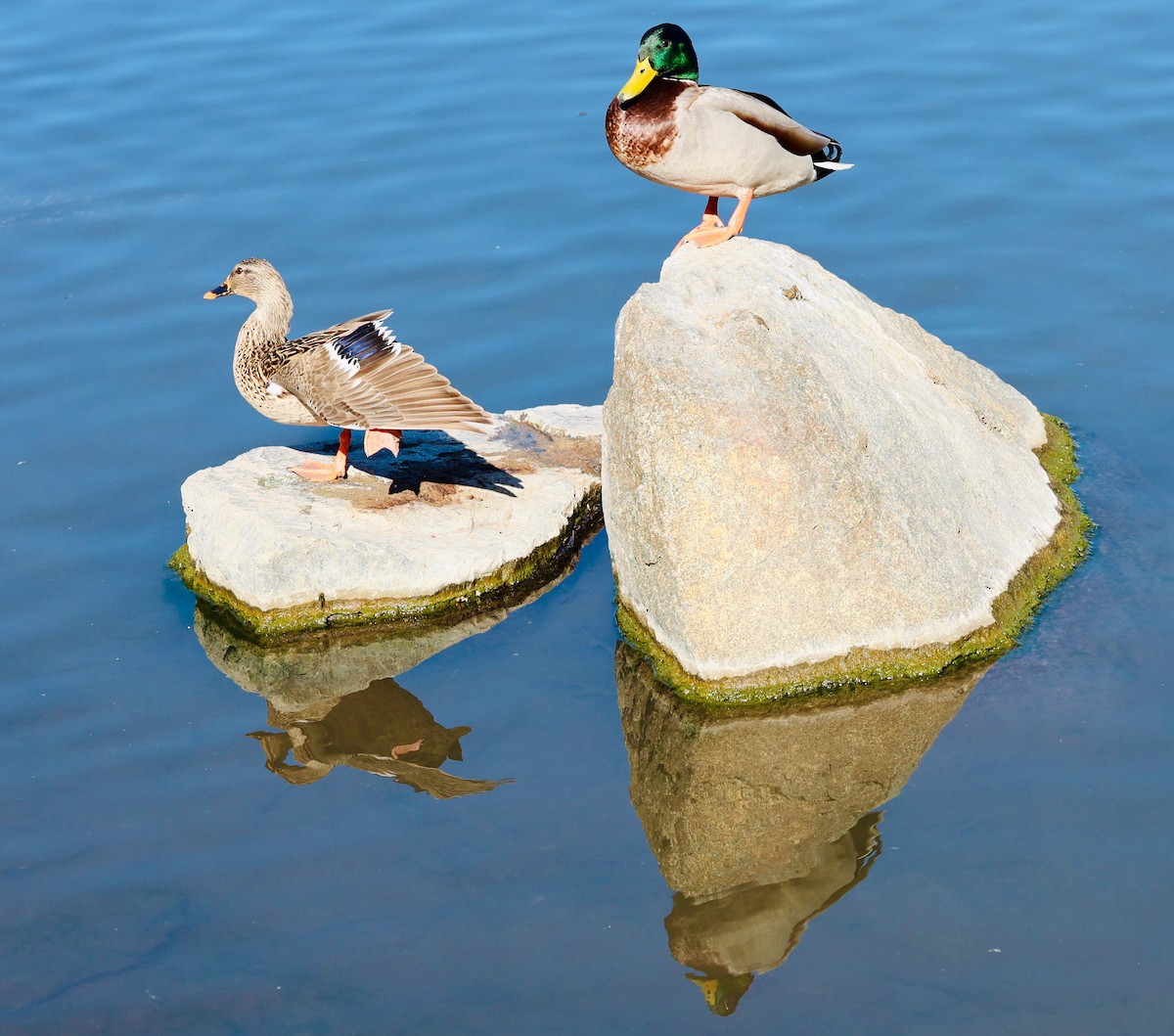 Ánade Azulón - ML647099524