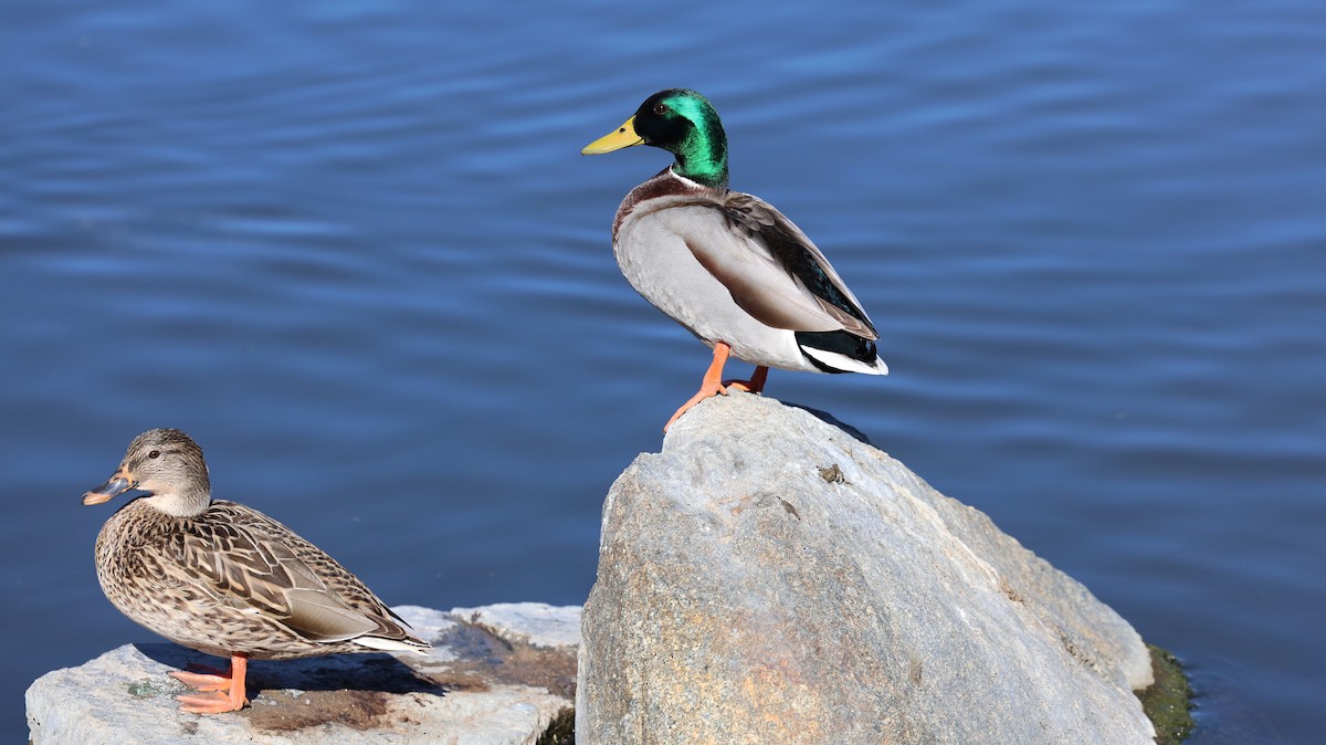 Ánade Azulón - ML647099525