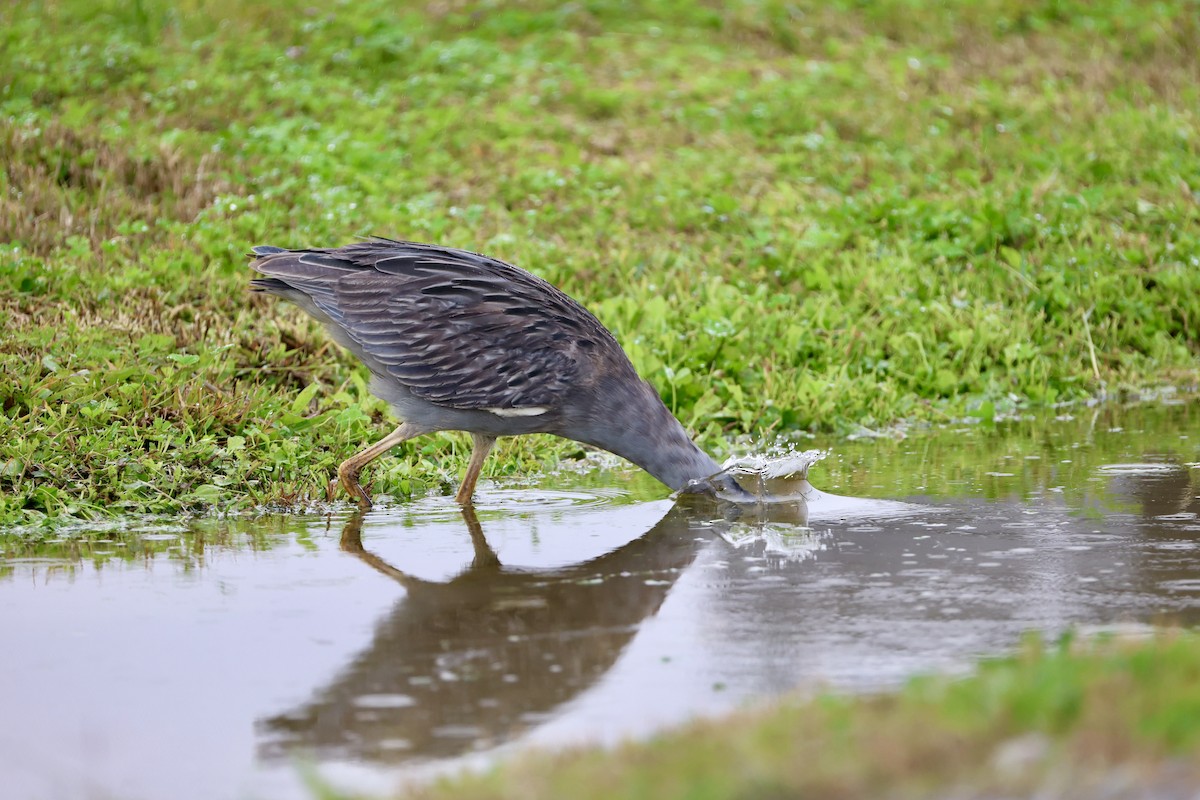 אנפת לילה צהובת-כיפה - ML647099542