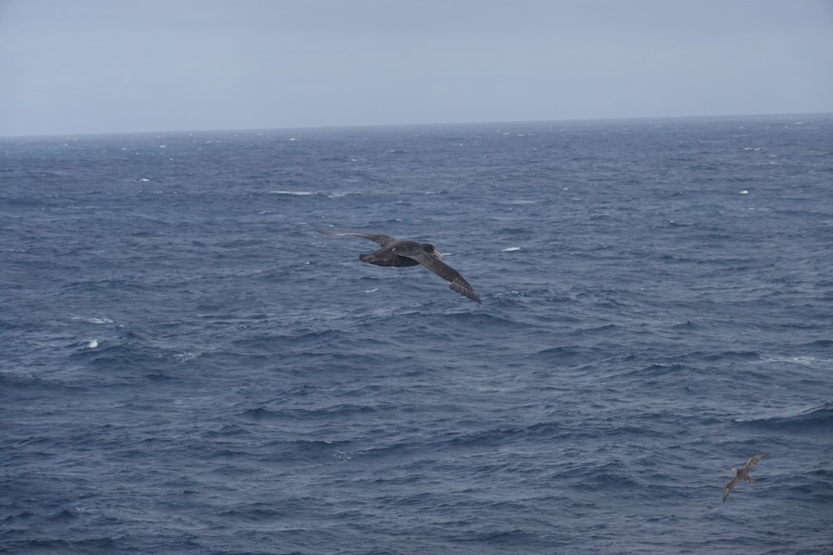 סערון-ענק דרומי - ML647099549