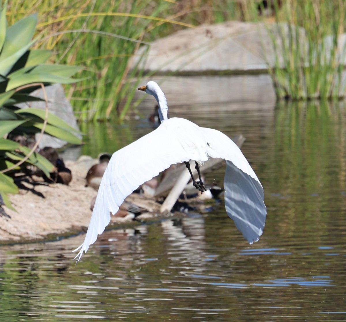 Garceta Grande - ML647099550