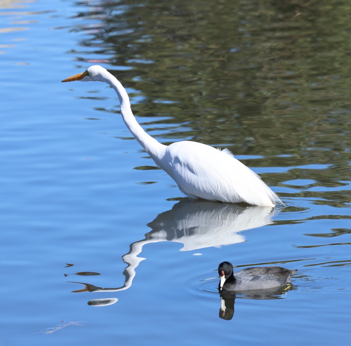 Garceta Grande - ML647099551