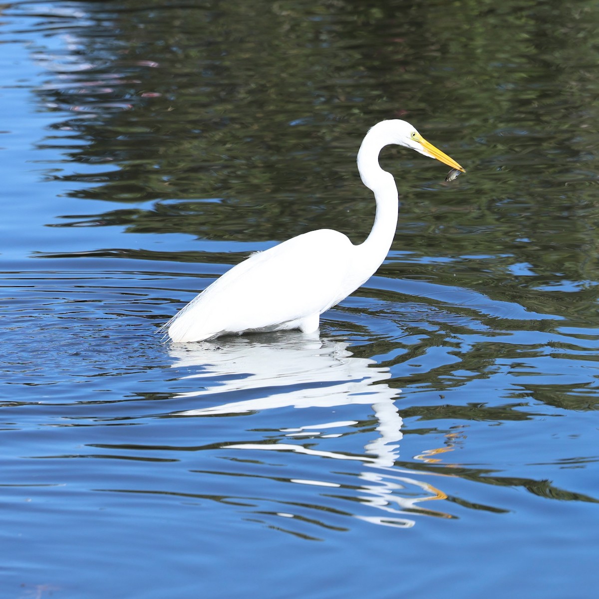 Garceta Grande - ML647099552