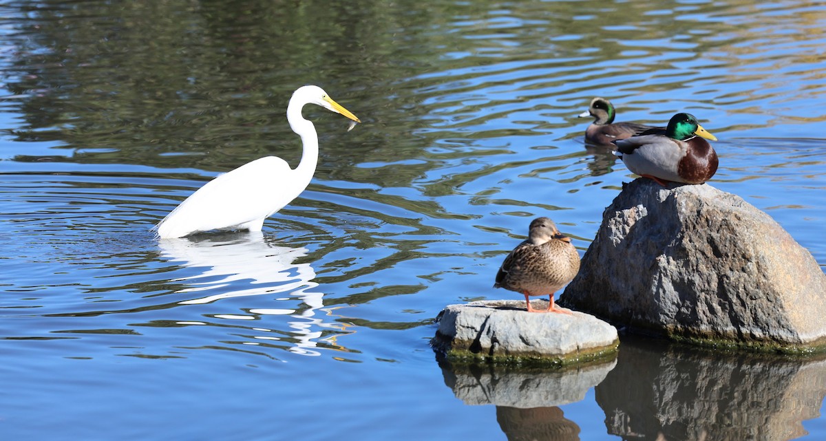 Garceta Grande - ML647099553