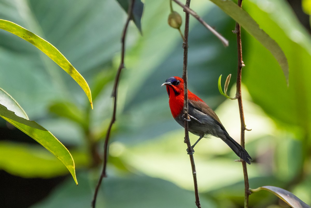 Crimson Sunbird - ML647099556