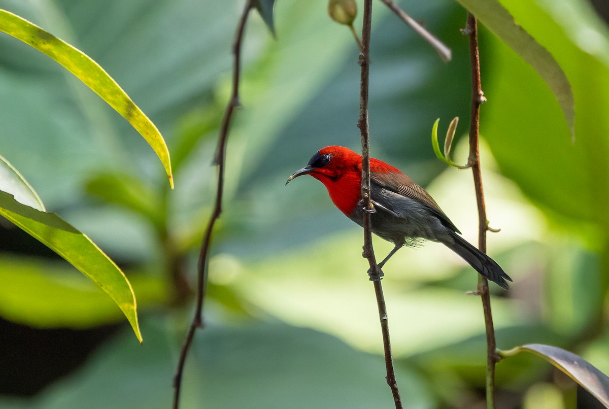 Crimson Sunbird - ML647099557