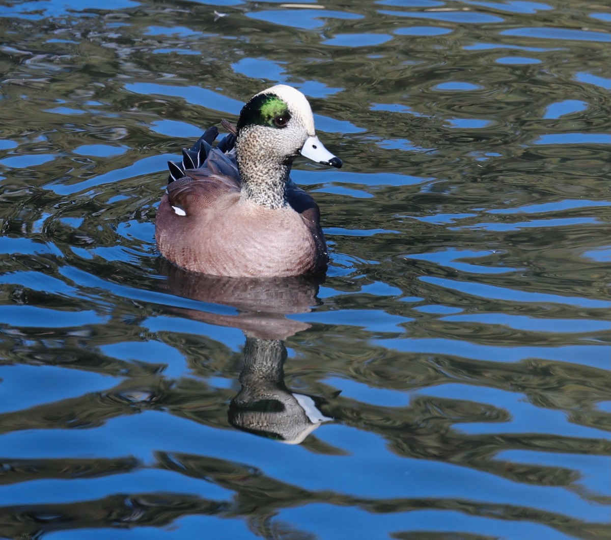 Silbón Americano - ML647099563