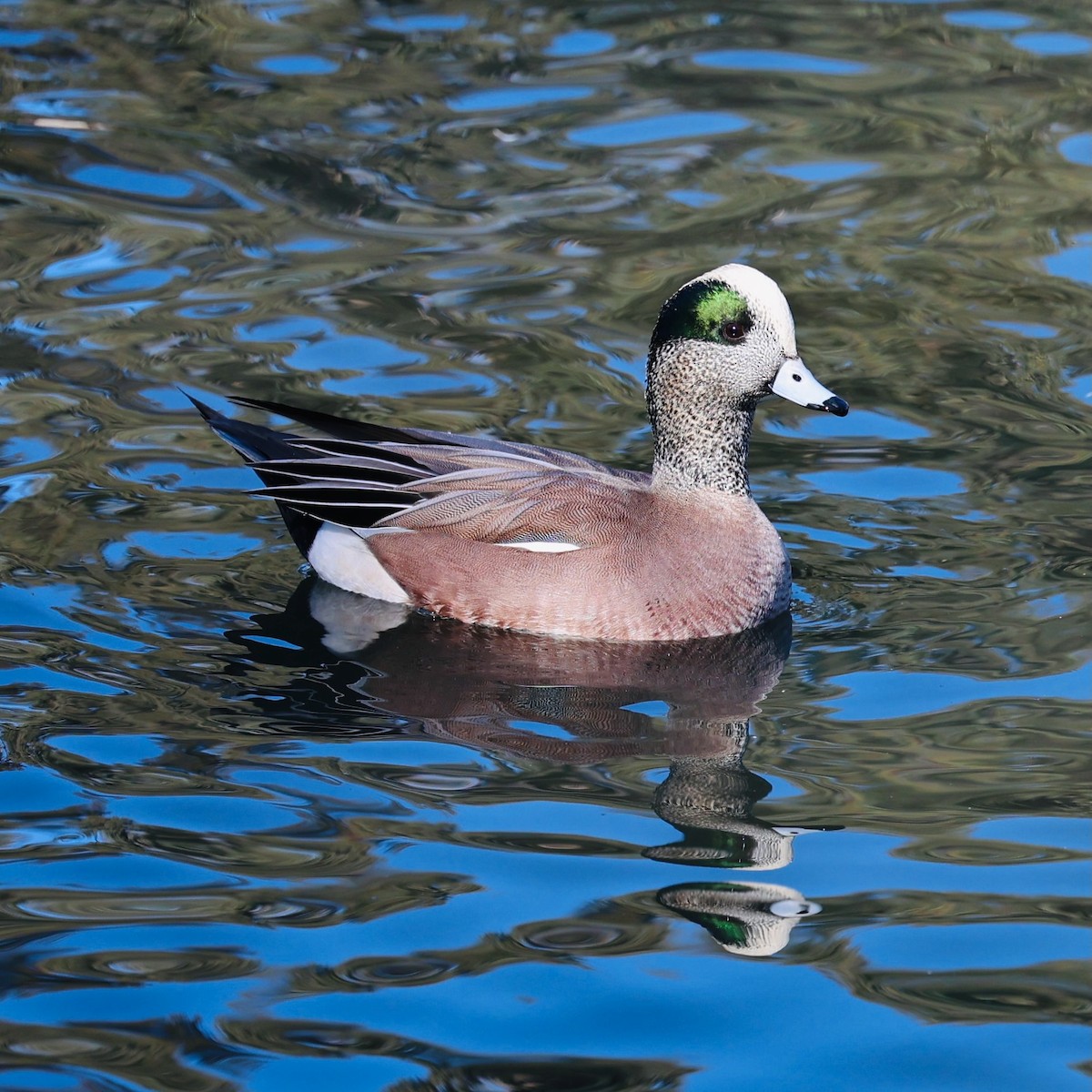 Silbón Americano - ML647099564