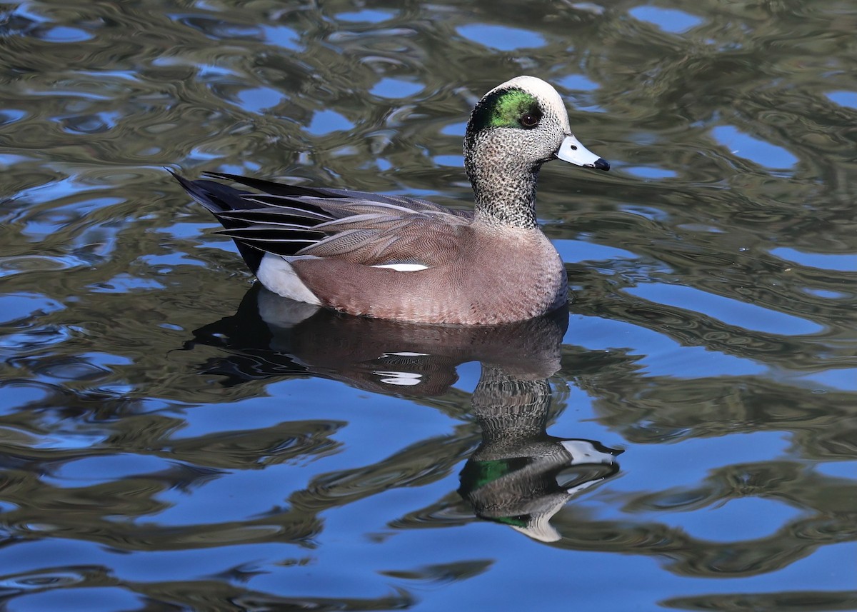 Silbón Americano - ML647099565