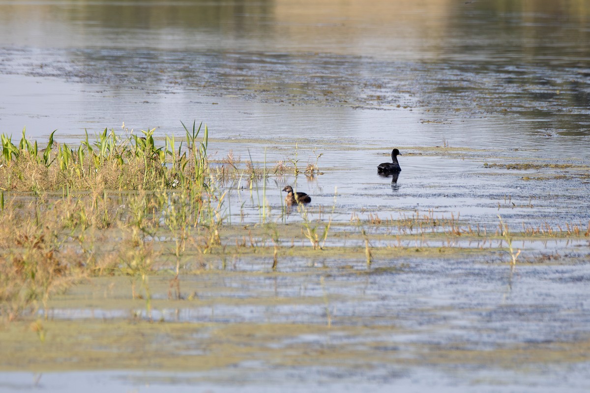 potápka americká - ML647099566