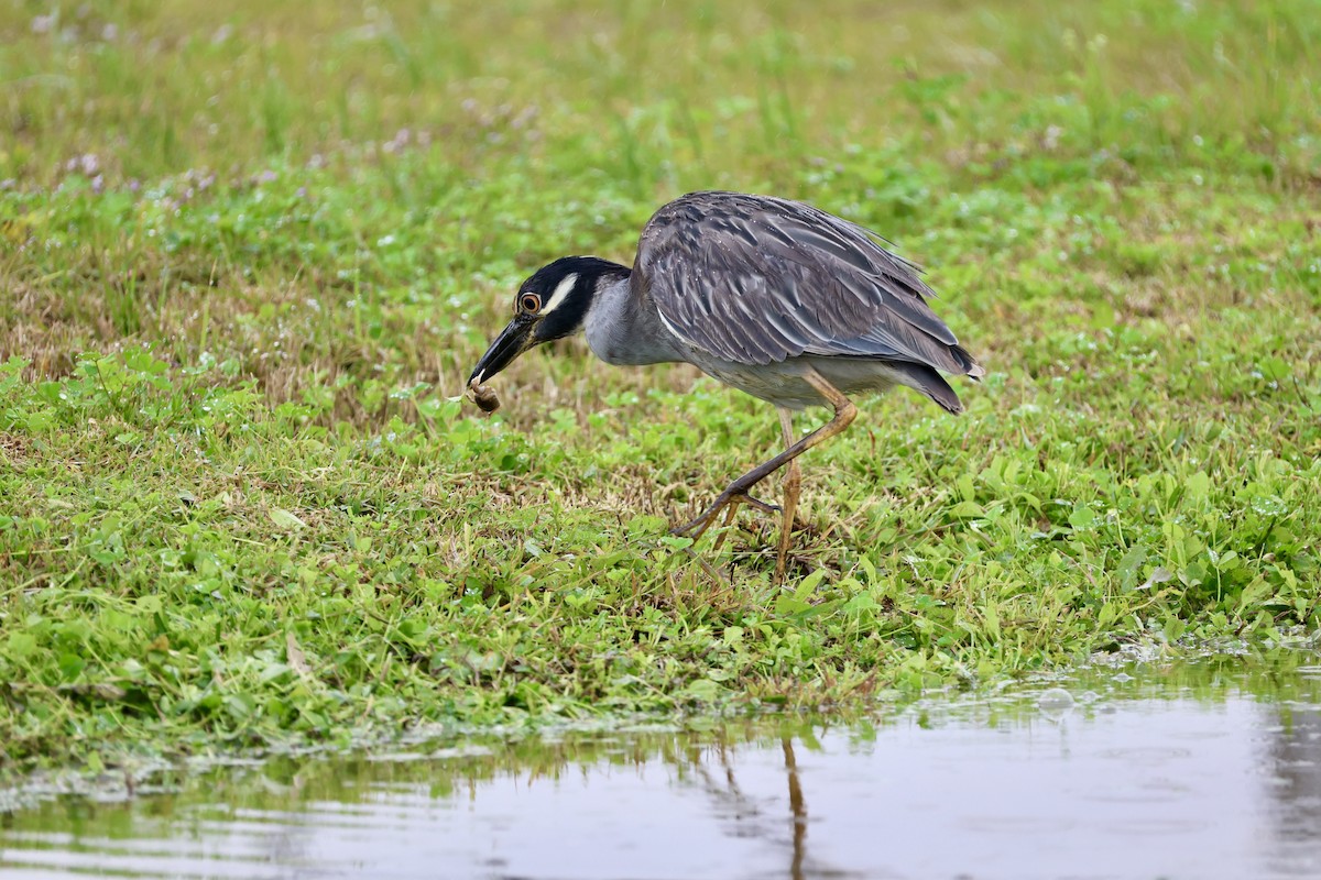 אנפת לילה צהובת-כיפה - ML647099568