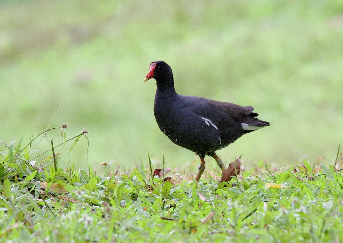 Курочка латиноамериканська [група galeata] - ML647099575