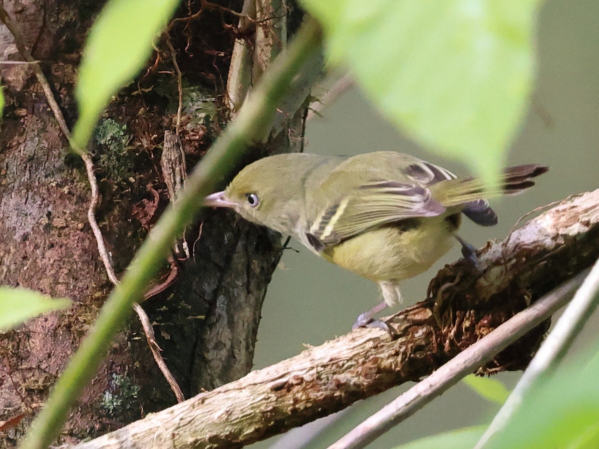Jamaican Vireo - ML647099580