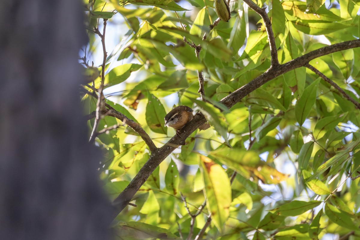 střízlík karolínský - ML647099586