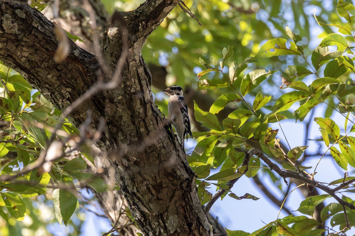 strakapoud osikový - ML647099589