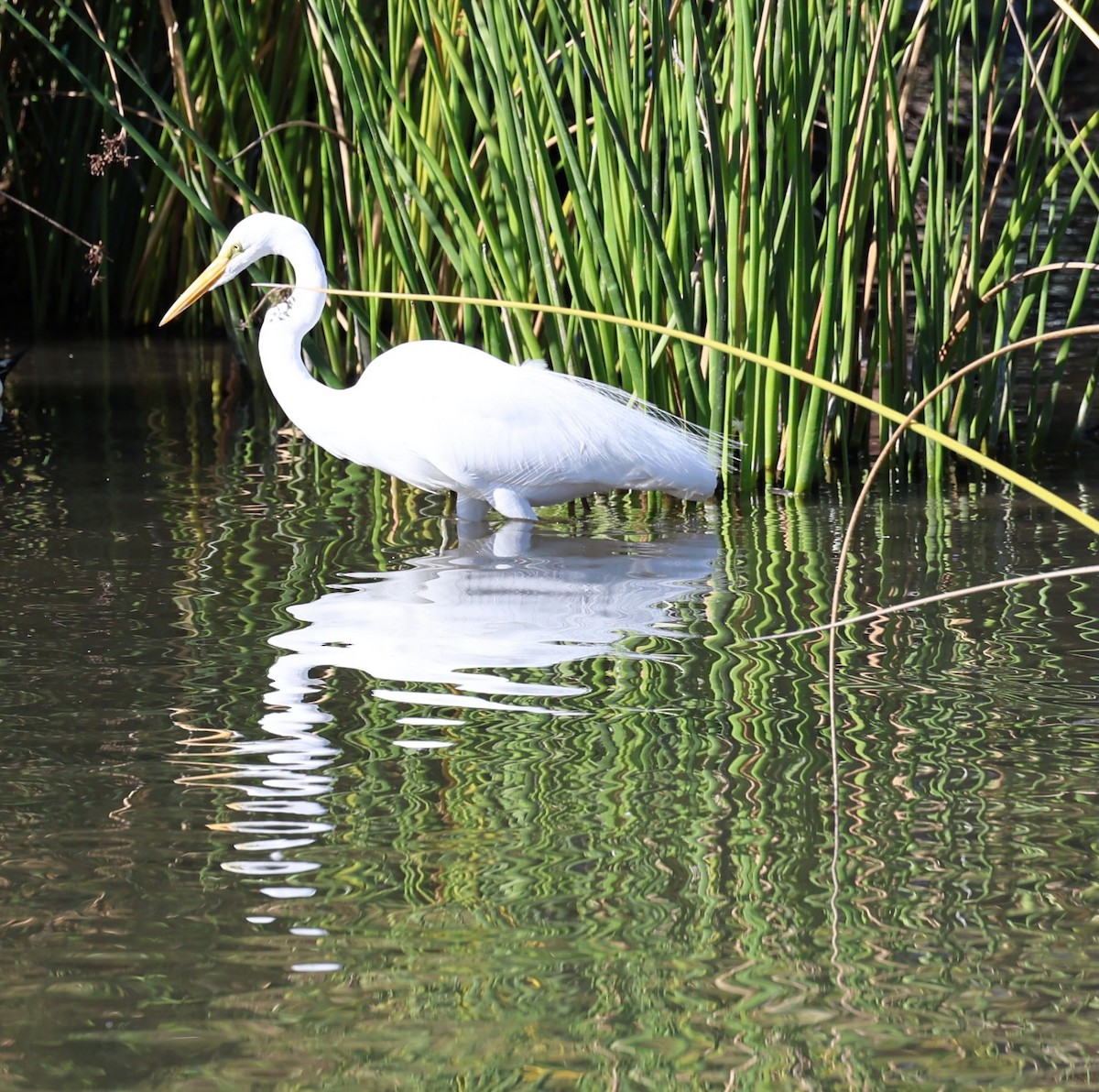 Garceta Grande - ML647099591