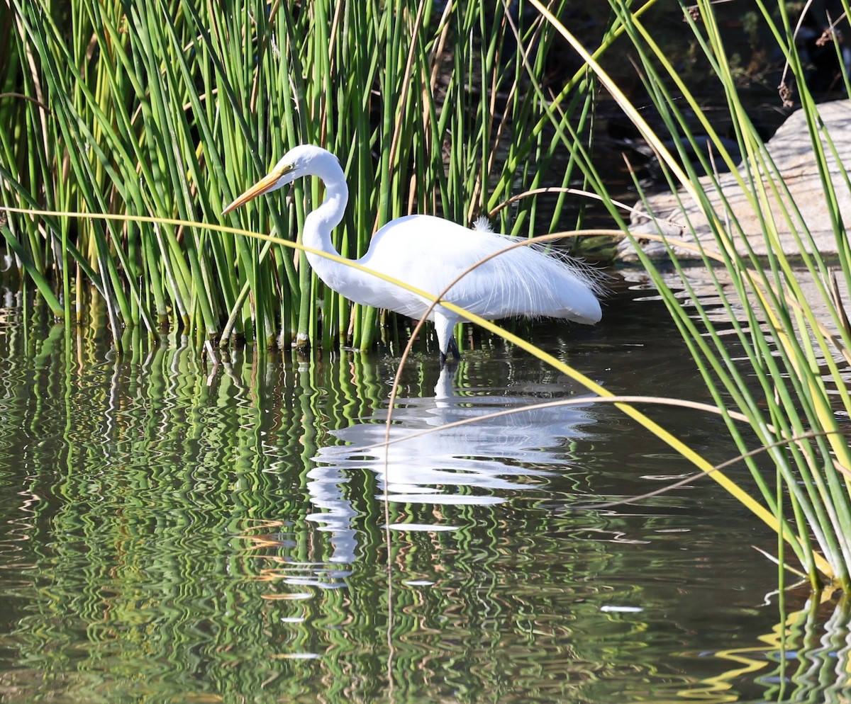 Garceta Grande - ML647099592