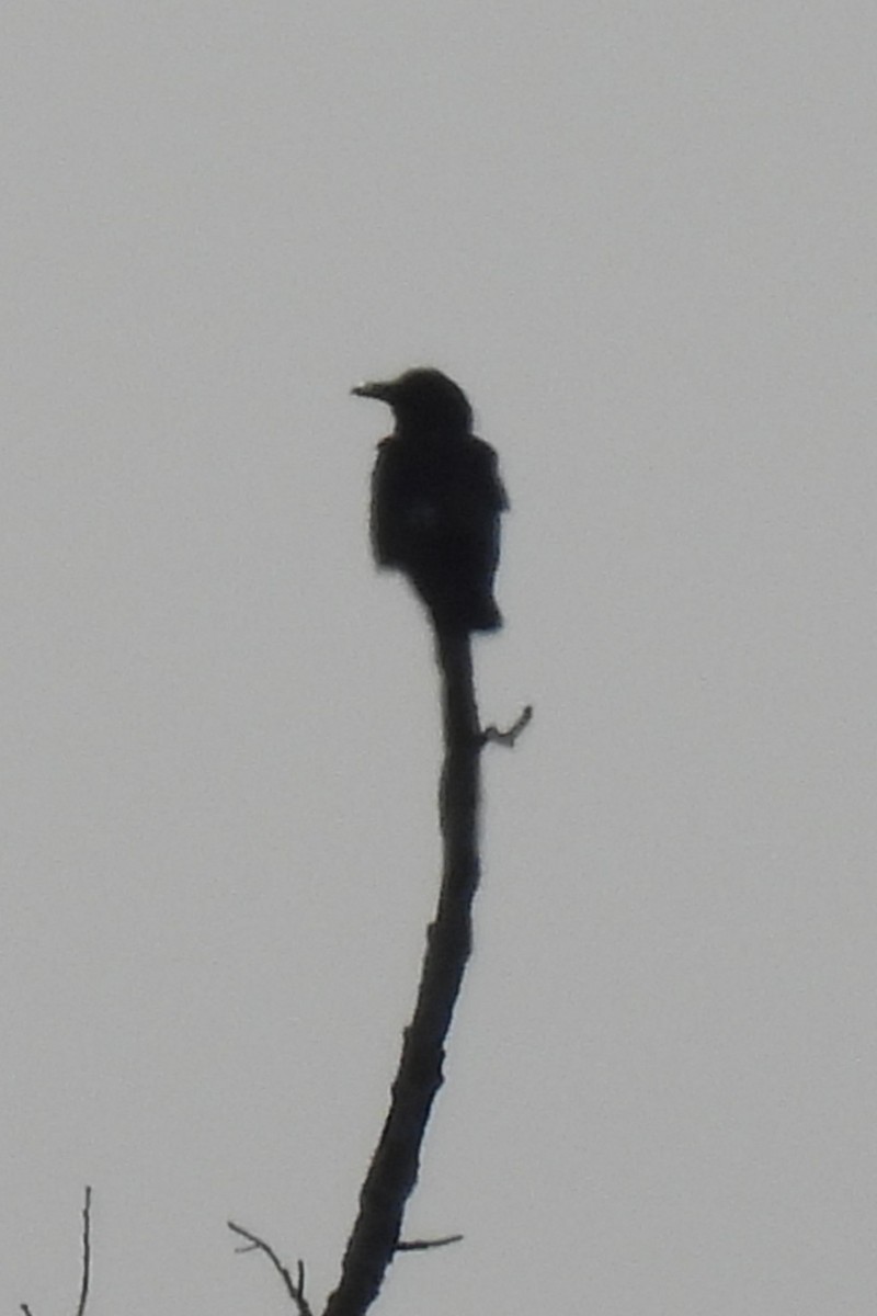 Cuervo Grande - ML647099598