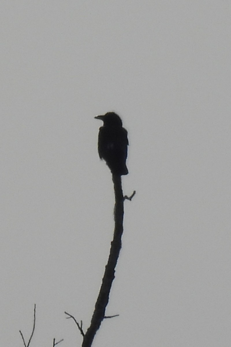 Cuervo Grande - ML647099599