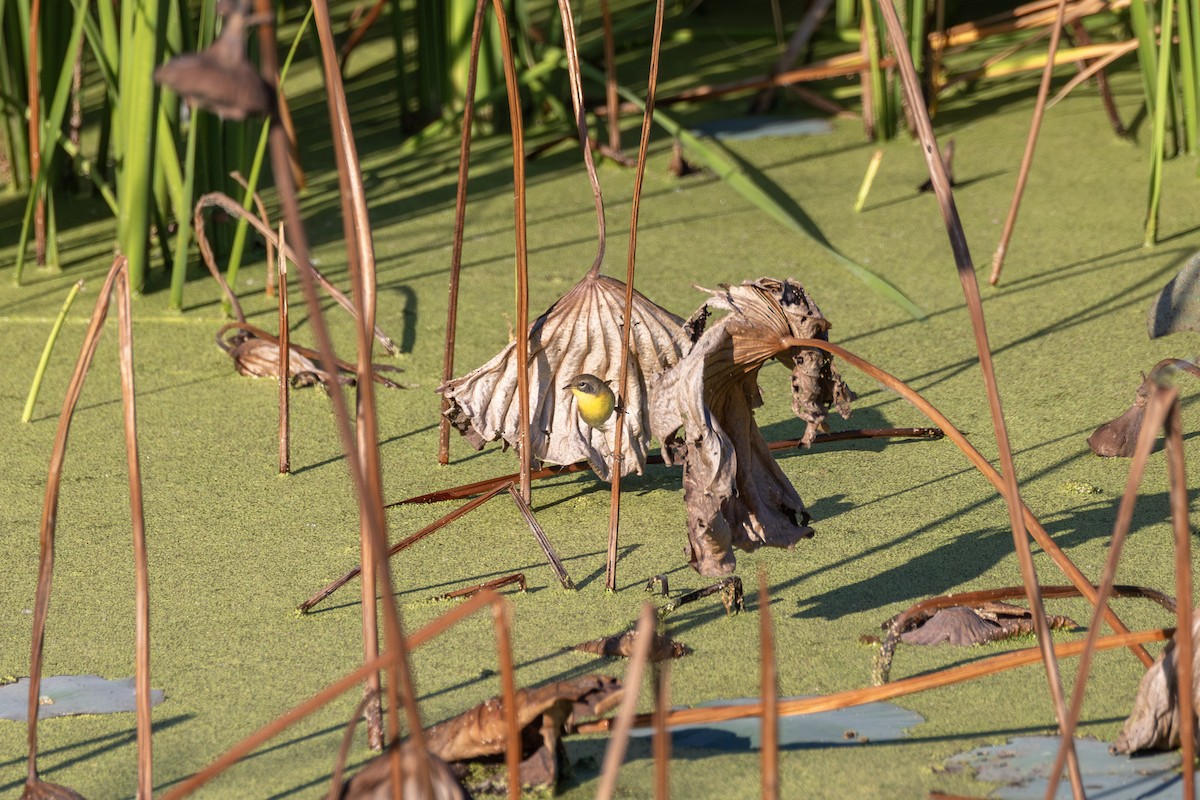 lesňáček žlutohrdlý - ML647099607