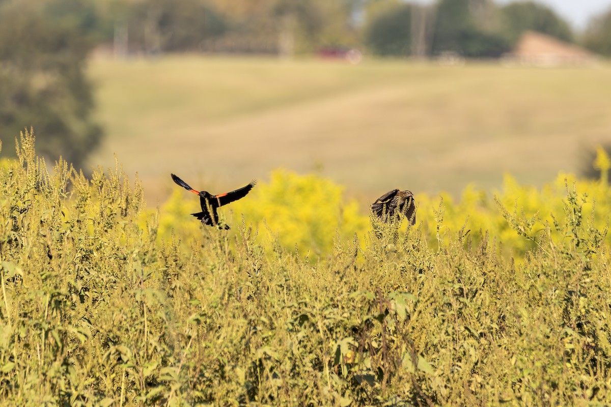 vlhovec červenokřídlý - ML647099609