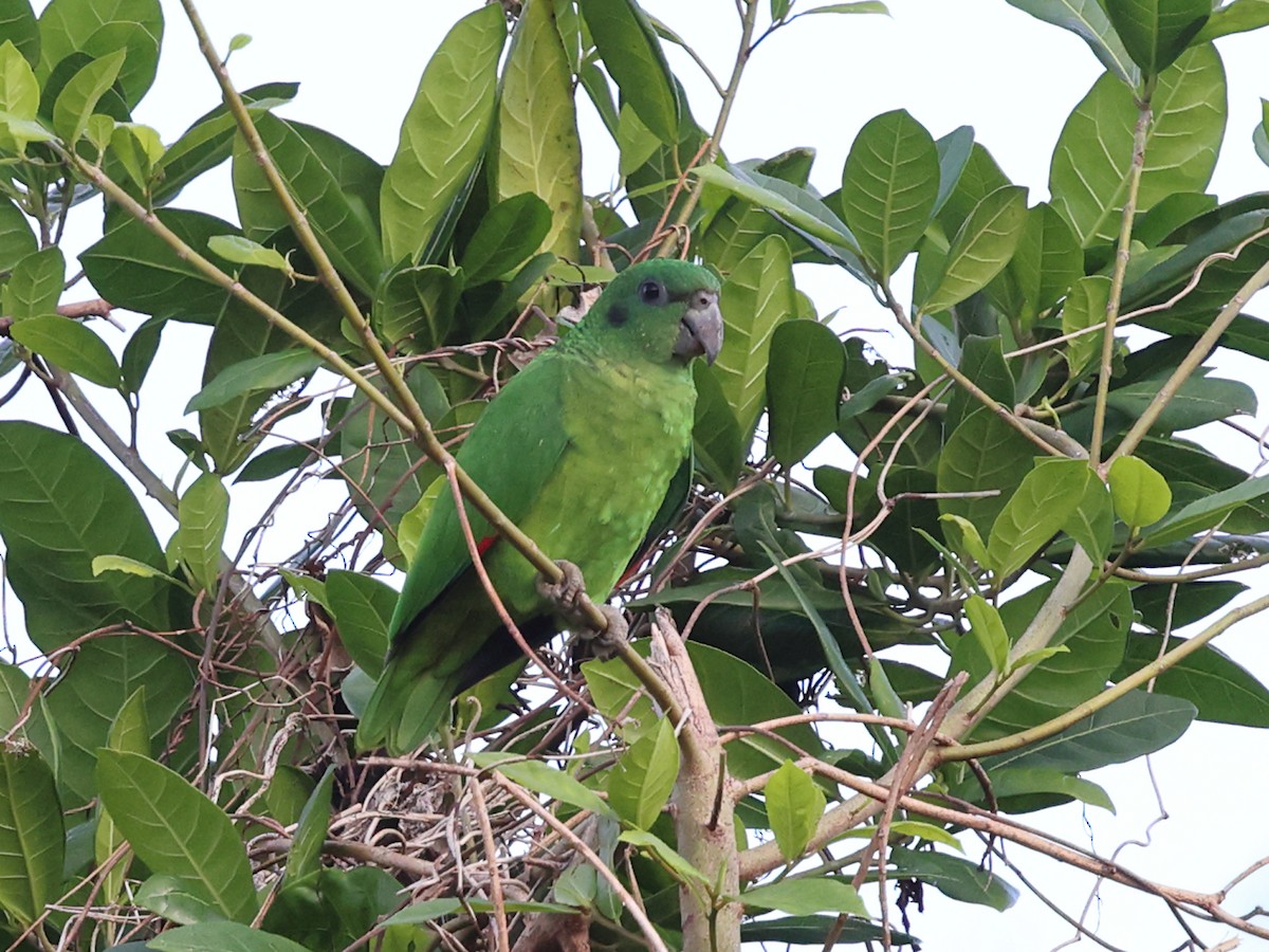 dvergamazon - ML647099610