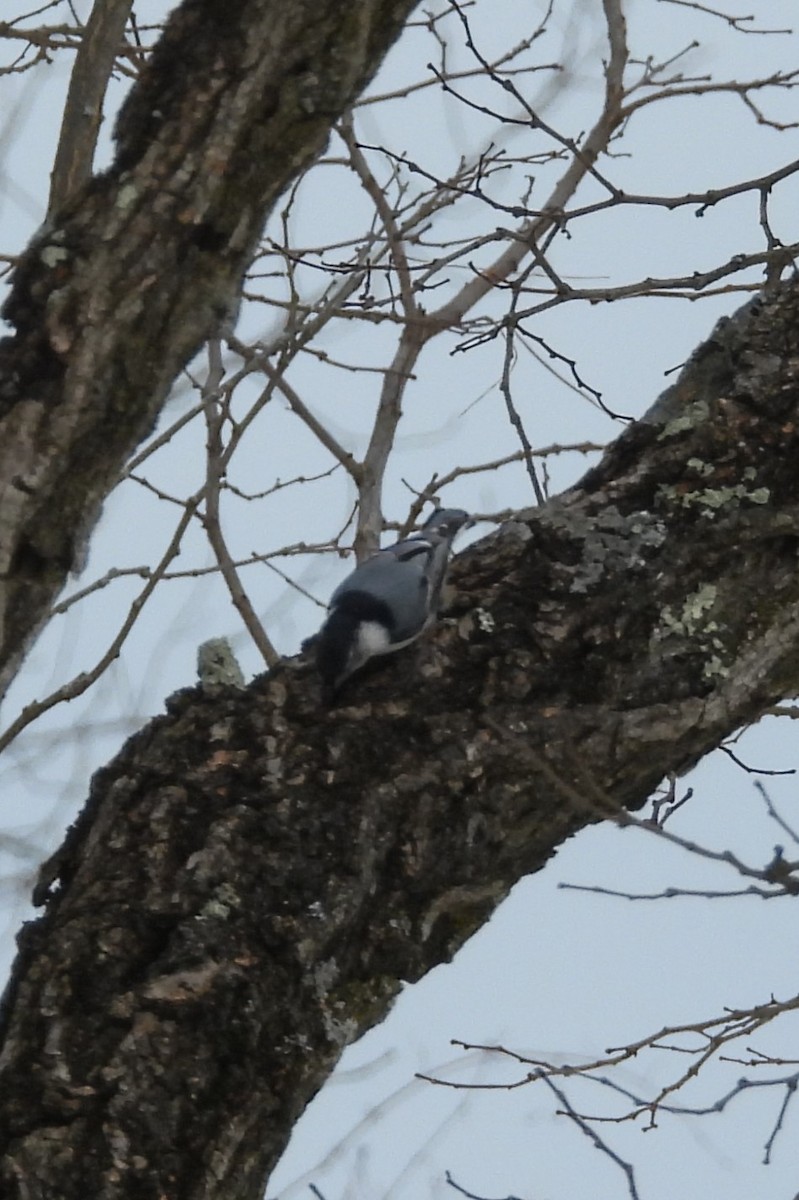 White-breasted Nuthatch - ML647099613