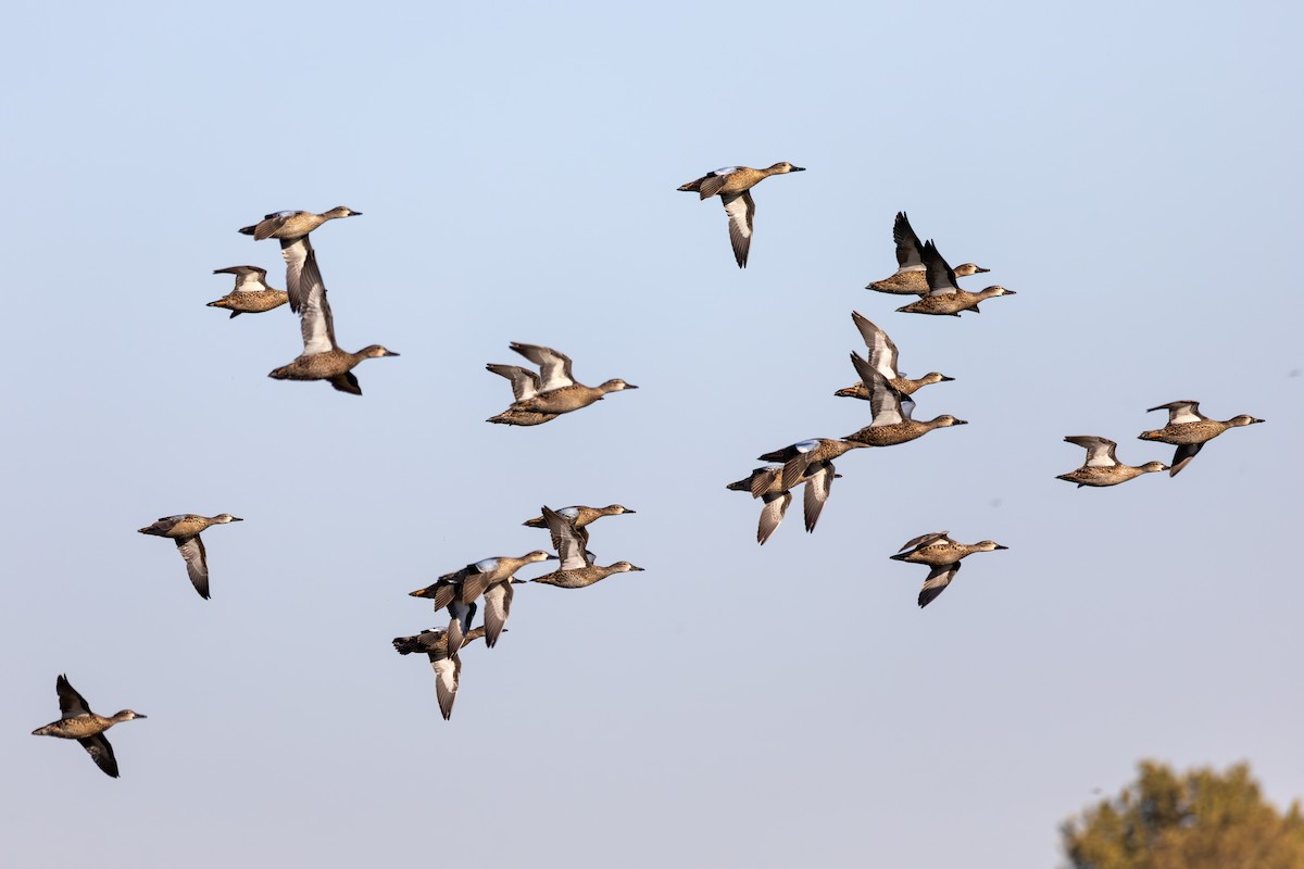 čírka modrokřídlá - ML647099617