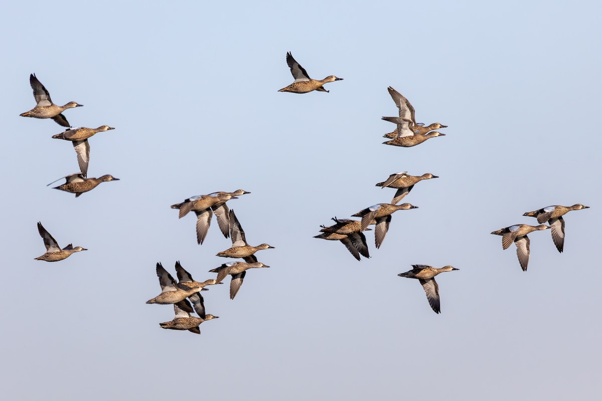 čírka modrokřídlá - ML647099618