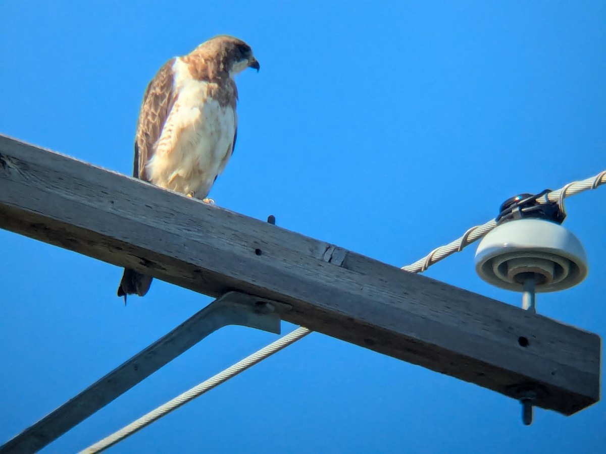 Präriebussard - ML647099620