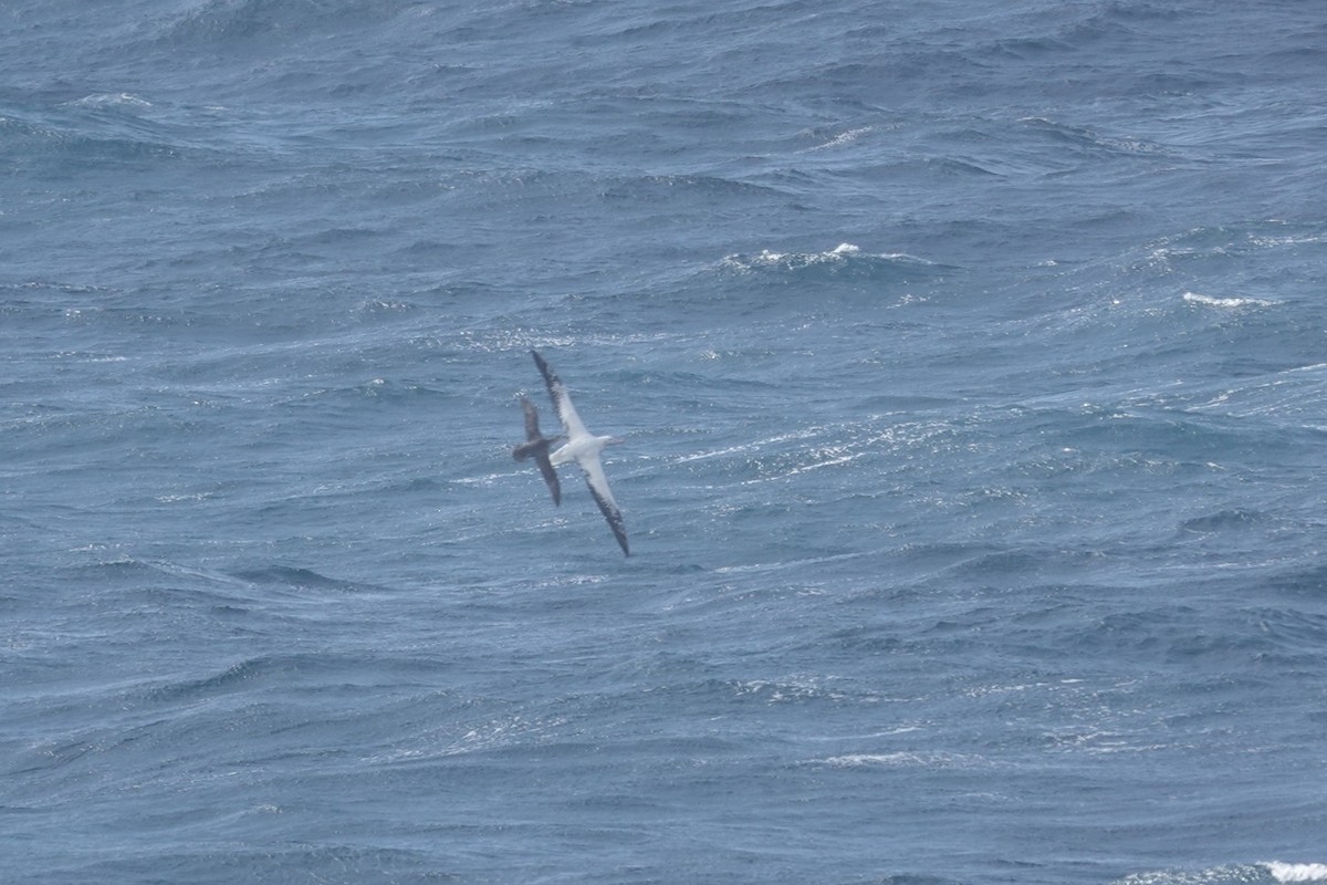 Snowy Albatross - ML647099621